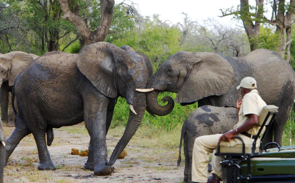 Elephant Plains Game Lodge